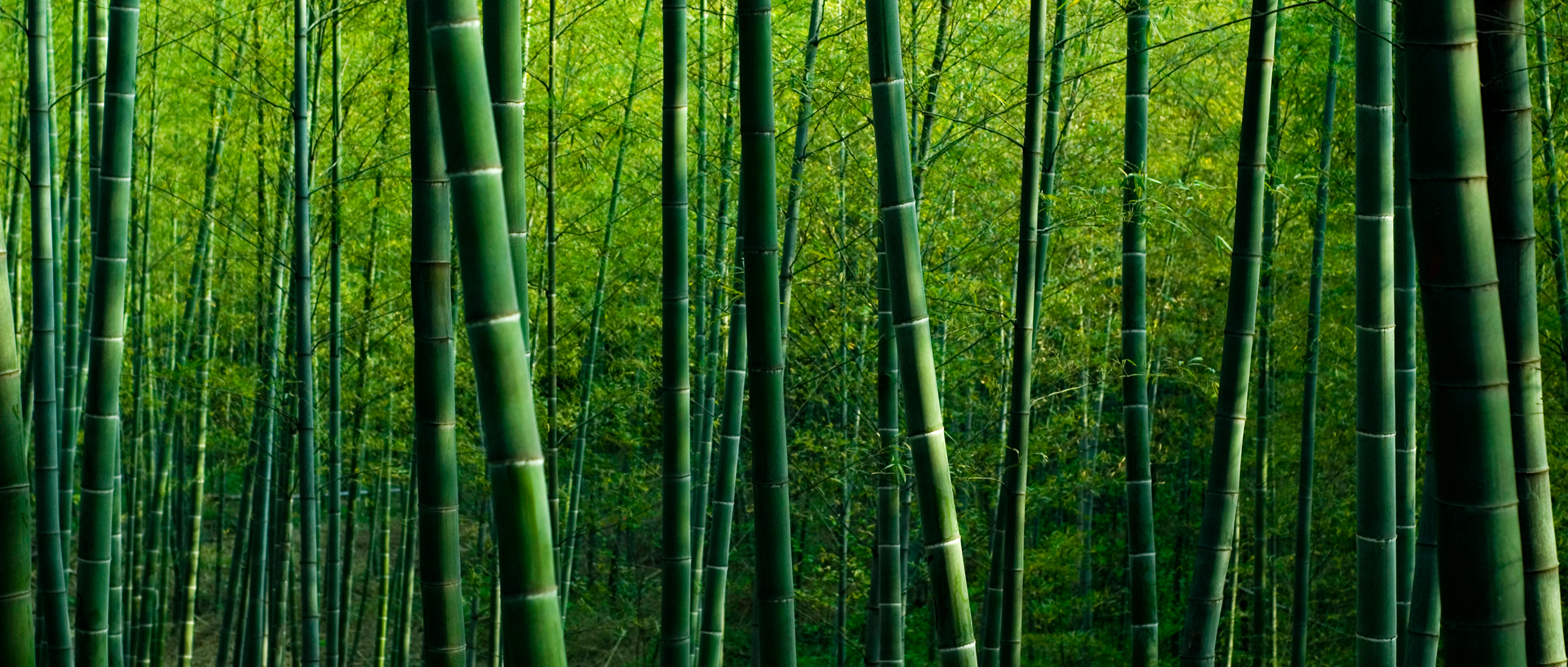 CO<sub>2</sub> Reduktioner